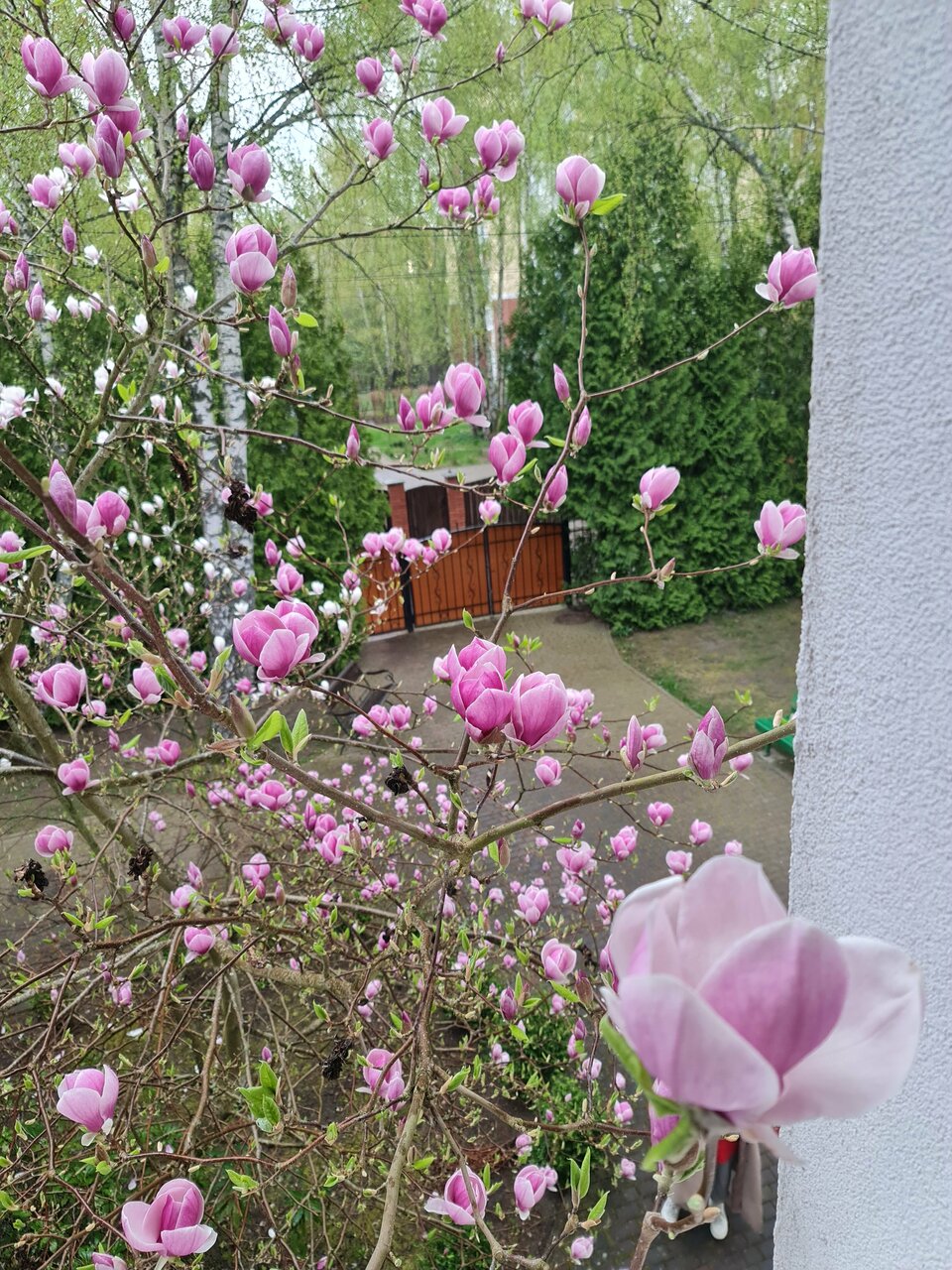 Гостиница Гренч Светлогорск-131