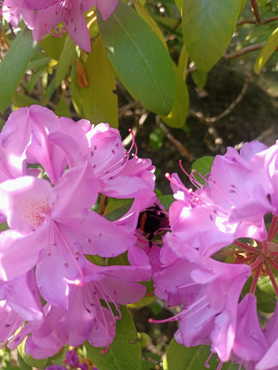 Гостиница Гренч Светлогорск-37