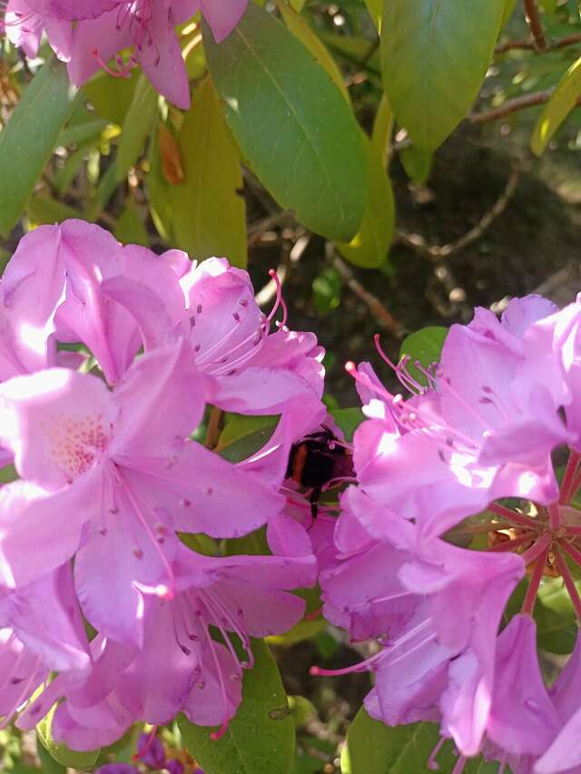 Гостиница Гренч Светлогорск-36